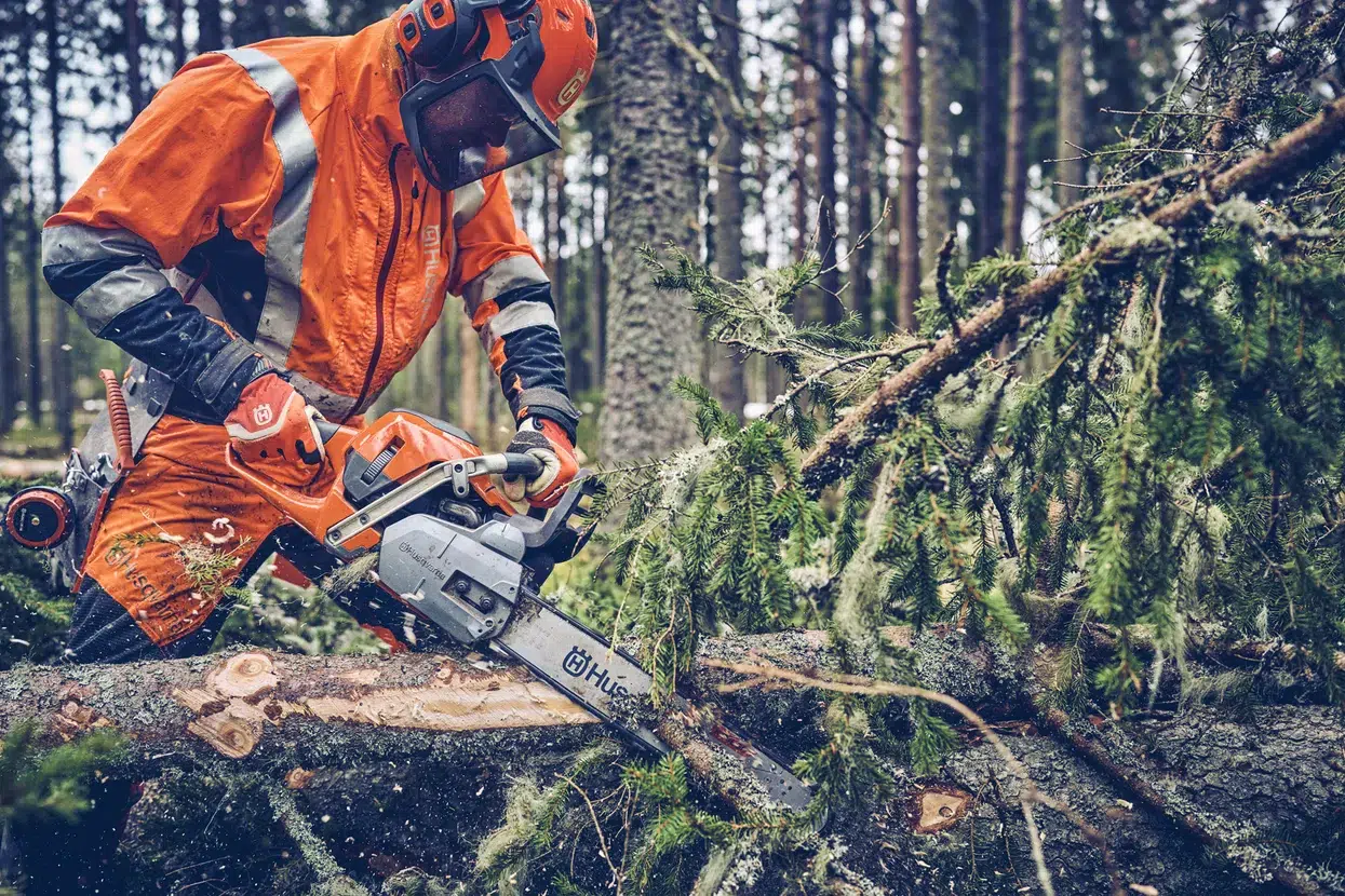 Die Motorsäge schneidet einen umgelegten Baum auseinander